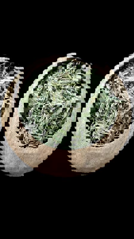 Dried Mountain Pennyroyal