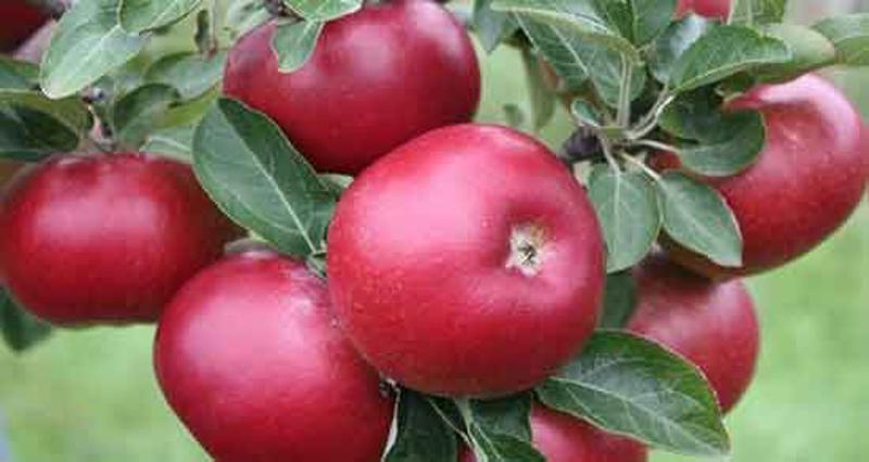 Red Apple