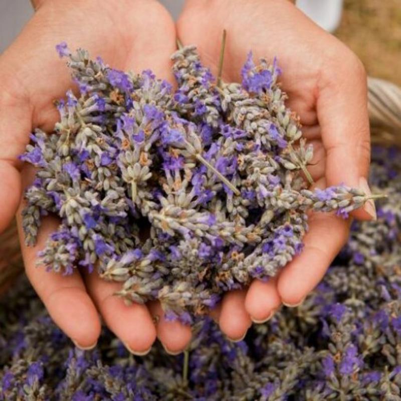 Mountain Lavender